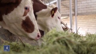 Скотоводство в Гюмри: новые меры господдержки от правительства Армении
